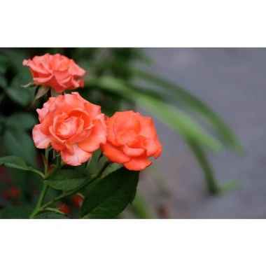 Hoa Hồng Cam Tỉ Muội - Cây Cảnh Để Bàn, Tươi Mát, Giá Ưu Đãi 55k 9