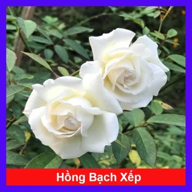 Hoa Hồng Cổ Bạch Xếp Trắng Quý Phái - Dược liệu cao cấp, giá chỉ 75.000 VNĐ