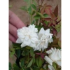 Hoa Hồng Cổ Bạch Xếp Trắng Quý Phái - Dược liệu cao cấp, giá chỉ 75.000 VNĐ 4