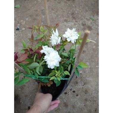 Hoa Hồng Cổ Bạch Xếp Trắng Quý Phái - Dược liệu cao cấp, giá chỉ 75.000 VNĐ