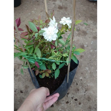 Hoa Hồng Cổ Bạch Xếp Trắng Quý Phái - Dược liệu cao cấp, giá chỉ 75.000 VNĐ