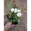 Hoa Hồng Cổ Bạch Xếp Trắng Quý Phái - Dược liệu cao cấp, giá chỉ 75.000 VNĐ 7