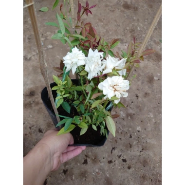Hoa Hồng Cổ Bạch Xếp Trắng Quý Phái - Dược liệu cao cấp, giá chỉ 75.000 VNĐ