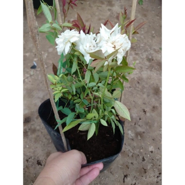 Hoa Hồng Cổ Bạch Xếp Trắng Quý Phái - Dược liệu cao cấp, giá chỉ 75.000 VNĐ 8 Hoa Hồng Cổ Bạch Xếp Trắng Quý Phái - Dược liệu cao cấp, giá chỉ 75.000 VNĐ 8