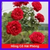 Hoa Hồng Cổ Hải Phòng chậu leo màu đỏ nhung - Giá ưu đãi 86.000đ, đẹp lung linh