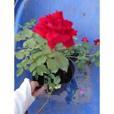 Hoa Hồng Cổ Hải Phòng chậu leo màu đỏ nhung - Giá ưu đãi 86.000đ, đẹp lung linh 2