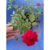 Hoa Hồng Cổ Hải Phòng chậu leo màu đỏ nhung - Giá ưu đãi 86.000đ, đẹp lung linh 3