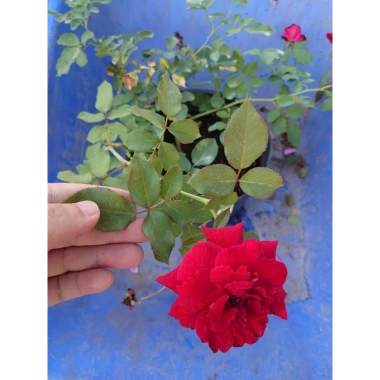 Hoa Hồng Cổ Hải Phòng chậu leo màu đỏ nhung - Giá ưu đãi 86.000đ, đẹp lung linh 3