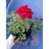 Hoa Hồng Cổ Hải Phòng chậu leo màu đỏ nhung - Giá ưu đãi 86.000đ, đẹp lung linh 4