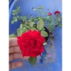 Hoa Hồng Cổ Hải Phòng chậu leo màu đỏ nhung - Giá ưu đãi 86.000đ, đẹp lung linh 7