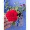 Hoa Hồng Cổ Hải Phòng chậu leo màu đỏ nhung - Giá ưu đãi 86.000đ, đẹp lung linh 9