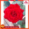 Hoa hồng cổ Sơn La - Hồng leo bông đỏ nhung quyến rũ, giá ưu đãi 83.200 VND 2