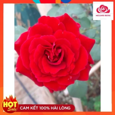 Hoa hồng cổ Sơn La - Hồng leo bông đỏ nhung quyến rũ, giá ưu đãi 83.200 VND 2