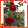 Hoa hồng cổ Sơn La - Hồng leo bông đỏ nhung quyến rũ, giá ưu đãi 83.200 VND 3