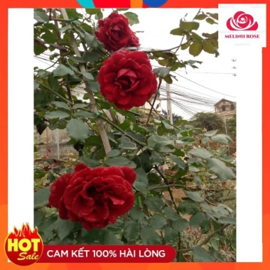 Hoa hồng cổ Sơn La - Hồng leo bông đỏ nhung quyến rũ, giá ưu đãi 83.200 VND 3