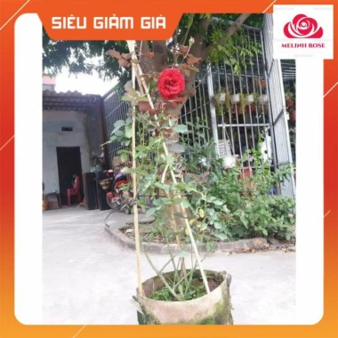 Hoa hồng cổ Sơn La - Hồng leo bông đỏ nhung quyến rũ, giá ưu đãi 83.200 VND 4