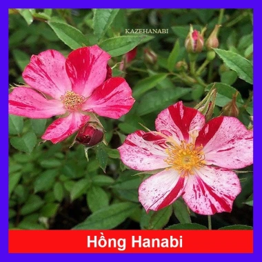 Hoa Hồng Kazehanabi Nhật Bản - Hồng sọc cánh đơn, hoa chùm, giảm giá 75.000đ