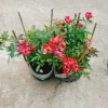 Hoa Hồng Kazehanabi Nhật Bản - Hồng sọc cánh đơn, hoa chùm, giảm giá 75.000đ 2