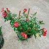 Hoa Hồng Kazehanabi Nhật Bản - Hồng sọc cánh đơn, hoa chùm, giảm giá 75.000đ 3
