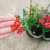 Hoa Hồng Kazehanabi Nhật Bản - Hồng sọc cánh đơn, hoa chùm, giảm giá 75.000đ 4