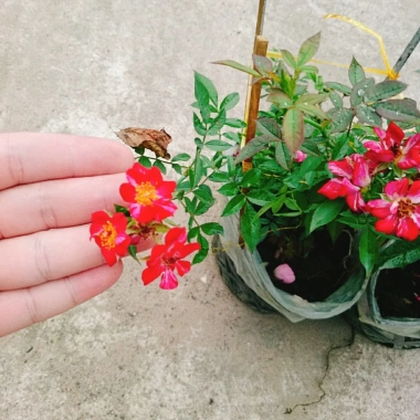 Hoa Hồng Kazehanabi Nhật Bản - Hồng sọc cánh đơn, hoa chùm, giảm giá 75.000đ