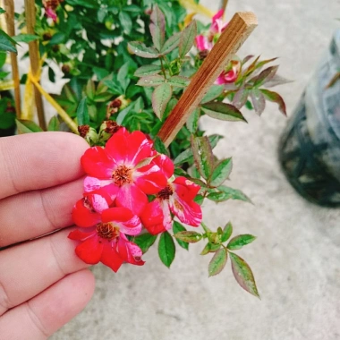 Hoa Hồng Kazehanabi Nhật Bản - Hồng sọc cánh đơn, hoa chùm, giảm giá 75.000đ