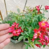 Hoa Hồng Kazehanabi Nhật Bản - Hồng sọc cánh đơn, hoa chùm, giảm giá 75.000đ 6
