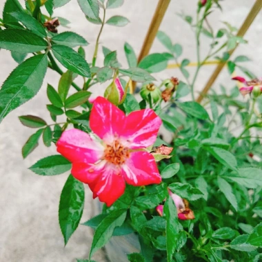 Hoa Hồng Kazehanabi Nhật Bản - Hồng sọc cánh đơn, hoa chùm, giảm giá 75.000đ
