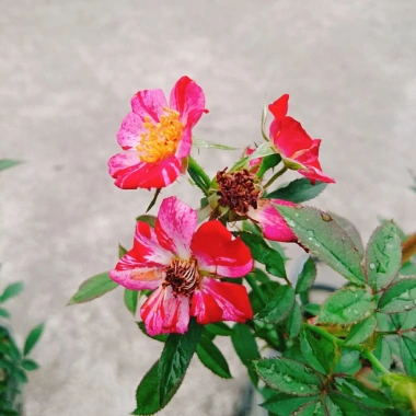 Hoa Hồng Kazehanabi Nhật Bản - Hồng sọc cánh đơn, hoa chùm, giảm giá 75.000đ