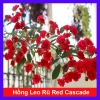 Hoa Hồng leo rũ Red Cascade - Cây cảnh treo ban công đỏ, giảm 20% chỉ 96.000₫