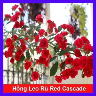 Hoa Hồng leo rũ Red Cascade - Cây cảnh treo ban công đỏ, giảm 20% chỉ 96.000₫