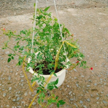 Hoa Hồng leo rũ Red Cascade - Cây cảnh treo ban công đỏ, giảm 20% chỉ 96.000₫ 2