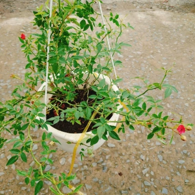 Hoa Hồng leo rũ Red Cascade - Cây cảnh treo ban công đỏ, giảm 20% chỉ 96.000₫ 4