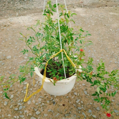 Hoa Hồng leo rũ Red Cascade - Cây cảnh treo ban công đỏ, giảm 20% chỉ 96.000₫ 5