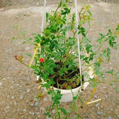 Hoa Hồng leo rũ Red Cascade - Cây cảnh treo ban công đỏ, giảm 20% chỉ 96.000₫ 6