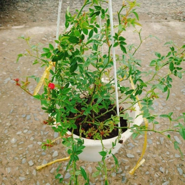 Hoa Hồng leo rũ Red Cascade - Cây cảnh treo ban công đỏ, giảm 20% chỉ 96.000₫ 8