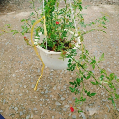 Hoa Hồng leo rũ Red Cascade - Cây cảnh treo ban công đỏ, giảm 20% chỉ 96.000₫ 9