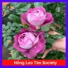 Hoa Hồng Leo Tím Society Rose - Màu Tím Độc Đáo, Hương Thơm Mạnh, Ít Sâu Bệnh, Dễ Trồng - Giá 85.000₫