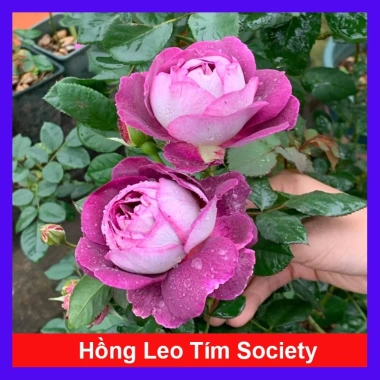 Hoa Hồng Leo Tím Society Rose - Màu Tím Độc Đáo, Hương Thơm Mạnh, Ít Sâu Bệnh, Dễ Trồng - Giá 85.000₫