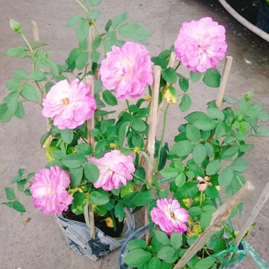 Hoa Hồng Leo Tím Society Rose - Màu Tím Độc Đáo, Hương Thơm Mạnh, Ít Sâu Bệnh, Dễ Trồng - Giá 85.000₫
