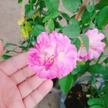 Hoa Hồng Leo Tím Society Rose - Màu Tím Độc Đáo, Hương Thơm Mạnh, Ít Sâu Bệnh, Dễ Trồng - Giá 85.000₫