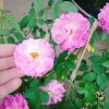 Hoa Hồng Leo Tím Society Rose - Màu Tím Độc Đáo, Hương Thơm Mạnh, Ít Sâu Bệnh, Dễ Trồng - Giá 85.000₫ 4