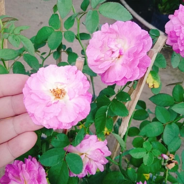 Hoa Hồng Leo Tím Society Rose - Màu Tím Độc Đáo, Hương Thơm Mạnh, Ít Sâu Bệnh, Dễ Trồng - Giá 85.000₫