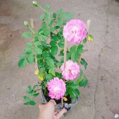 Hoa Hồng Leo Tím Society Rose - Màu Tím Độc Đáo, Hương Thơm Mạnh, Ít Sâu Bệnh, Dễ Trồng - Giá 85.000₫ 5 Hoa Hồng Leo Tím Society Rose - Màu Tím Độc Đáo, Hương Thơm Mạnh, Ít Sâu Bệnh, Dễ Trồng - Giá 85.000₫ 5