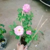 Hoa Hồng Leo Tím Society Rose - Màu Tím Độc Đáo, Hương Thơm Mạnh, Ít Sâu Bệnh, Dễ Trồng - Giá 85.000₫ 6