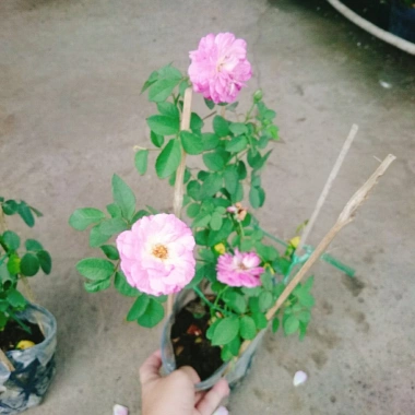 Hoa Hồng Leo Tím Society Rose - Màu Tím Độc Đáo, Hương Thơm Mạnh, Ít Sâu Bệnh, Dễ Trồng - Giá 85.000₫