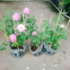 Hoa Hồng Leo Tím Society Rose - Màu Tím Độc Đáo, Hương Thơm Mạnh, Ít Sâu Bệnh, Dễ Trồng - Giá 85.000₫ 7