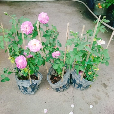 Hoa Hồng Leo Tím Society Rose - Màu Tím Độc Đáo, Hương Thơm Mạnh, Ít Sâu Bệnh, Dễ Trồng - Giá 85.000₫