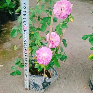 Hoa Hồng Leo Tím Society Rose - Màu Tím Độc Đáo, Hương Thơm Mạnh, Ít Sâu Bệnh, Dễ Trồng - Giá 85.000₫