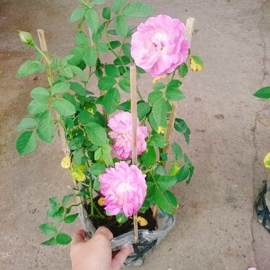 Hoa Hồng Leo Tím Society Rose - Màu Tím Độc Đáo, Hương Thơm Mạnh, Ít Sâu Bệnh, Dễ Trồng - Giá 85.000₫